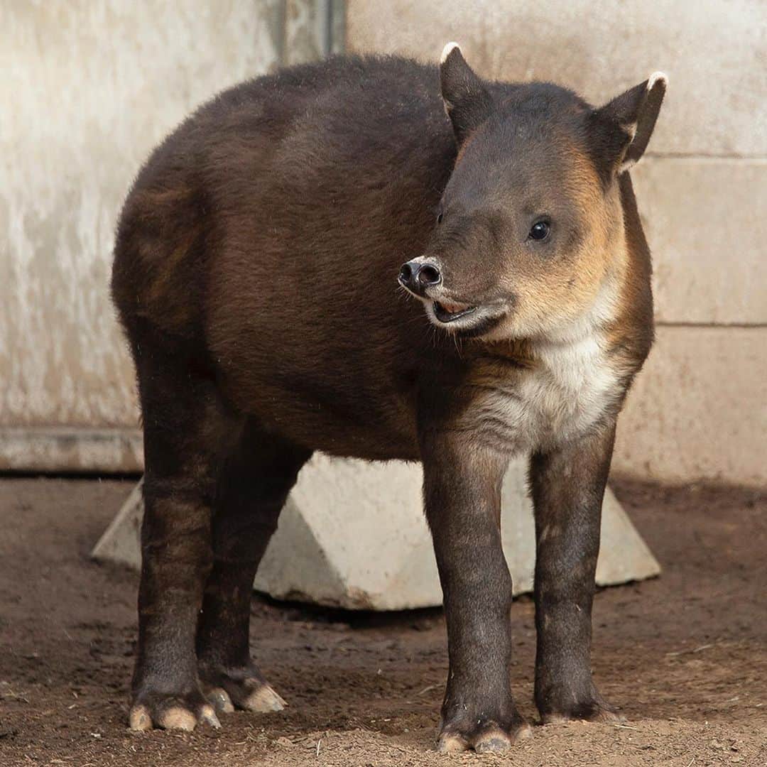 San Diego Zooさんのインスタグラム写真 - (San Diego ZooInstagram)「Don Tapir has officially completed one trip around the sun with his prehensile mini-trunk in tow. Help us wish him a very sweet birthday, and swipe ➡️ to see Don's tapir transformation from a seedless watermelon to a ripened juvenile. #birthdayboy #TapirNotDraper #TapirTot #ourloveforDonwillnevertapiroff #sandiegozoo #tapirteefiesinfluencer (📷 L-R: Mike Wilson, Mary-Ellen Jordan, Liz Sauer, Ken Bohn, Liz Sauer, Tammy Spratt, Liz Sauer, Alison Aber, Tammy Spratt)」6月14日 8時13分 - sandiegozoo