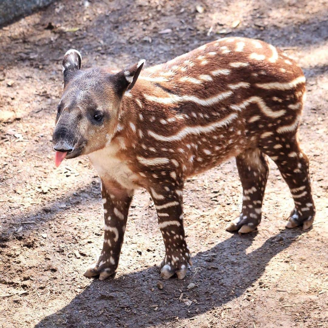 San Diego Zooさんのインスタグラム写真 - (San Diego ZooInstagram)「Don Tapir has officially completed one trip around the sun with his prehensile mini-trunk in tow. Help us wish him a very sweet birthday, and swipe ➡️ to see Don's tapir transformation from a seedless watermelon to a ripened juvenile. #birthdayboy #TapirNotDraper #TapirTot #ourloveforDonwillnevertapiroff #sandiegozoo #tapirteefiesinfluencer (📷 L-R: Mike Wilson, Mary-Ellen Jordan, Liz Sauer, Ken Bohn, Liz Sauer, Tammy Spratt, Liz Sauer, Alison Aber, Tammy Spratt)」6月14日 8時13分 - sandiegozoo