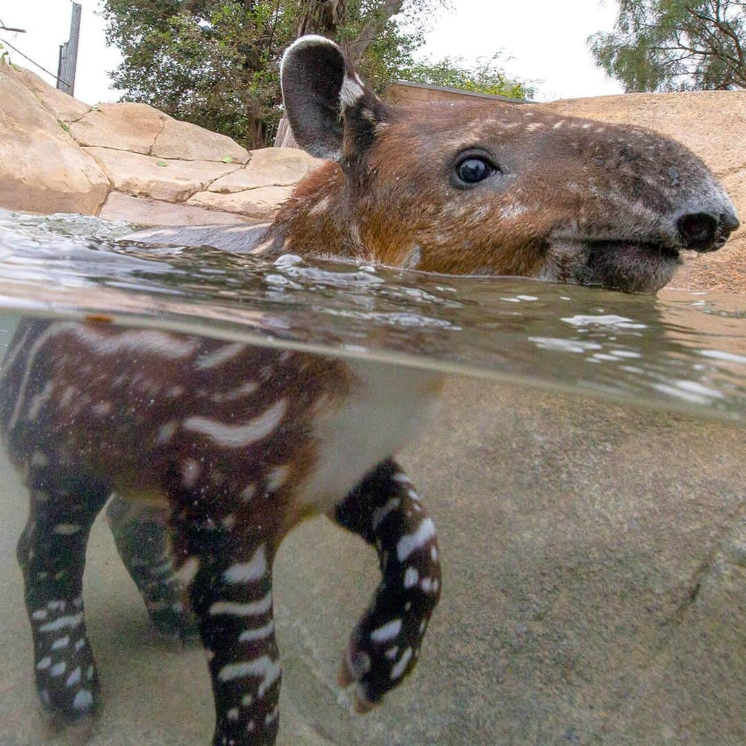 San Diego Zooさんのインスタグラム写真 - (San Diego ZooInstagram)「Don Tapir has officially completed one trip around the sun with his prehensile mini-trunk in tow. Help us wish him a very sweet birthday, and swipe ➡️ to see Don's tapir transformation from a seedless watermelon to a ripened juvenile. #birthdayboy #TapirNotDraper #TapirTot #ourloveforDonwillnevertapiroff #sandiegozoo #tapirteefiesinfluencer (📷 L-R: Mike Wilson, Mary-Ellen Jordan, Liz Sauer, Ken Bohn, Liz Sauer, Tammy Spratt, Liz Sauer, Alison Aber, Tammy Spratt)」6月14日 8時13分 - sandiegozoo