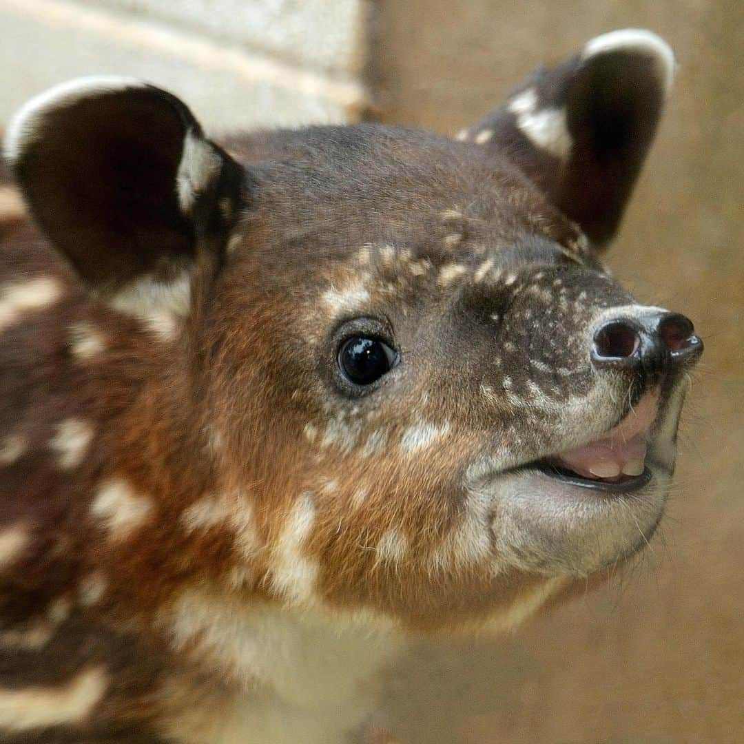 San Diego Zooさんのインスタグラム写真 - (San Diego ZooInstagram)「Don Tapir has officially completed one trip around the sun with his prehensile mini-trunk in tow. Help us wish him a very sweet birthday, and swipe ➡️ to see Don's tapir transformation from a seedless watermelon to a ripened juvenile. #birthdayboy #TapirNotDraper #TapirTot #ourloveforDonwillnevertapiroff #sandiegozoo #tapirteefiesinfluencer (📷 L-R: Mike Wilson, Mary-Ellen Jordan, Liz Sauer, Ken Bohn, Liz Sauer, Tammy Spratt, Liz Sauer, Alison Aber, Tammy Spratt)」6月14日 8時13分 - sandiegozoo