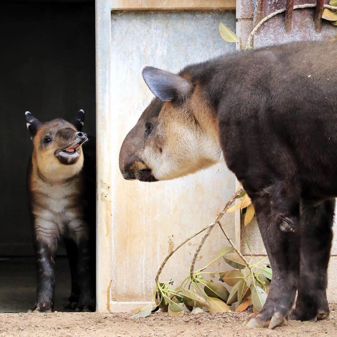 San Diego Zooさんのインスタグラム写真 - (San Diego ZooInstagram)「Don Tapir has officially completed one trip around the sun with his prehensile mini-trunk in tow. Help us wish him a very sweet birthday, and swipe ➡️ to see Don's tapir transformation from a seedless watermelon to a ripened juvenile. #birthdayboy #TapirNotDraper #TapirTot #ourloveforDonwillnevertapiroff #sandiegozoo #tapirteefiesinfluencer (📷 L-R: Mike Wilson, Mary-Ellen Jordan, Liz Sauer, Ken Bohn, Liz Sauer, Tammy Spratt, Liz Sauer, Alison Aber, Tammy Spratt)」6月14日 8時13分 - sandiegozoo