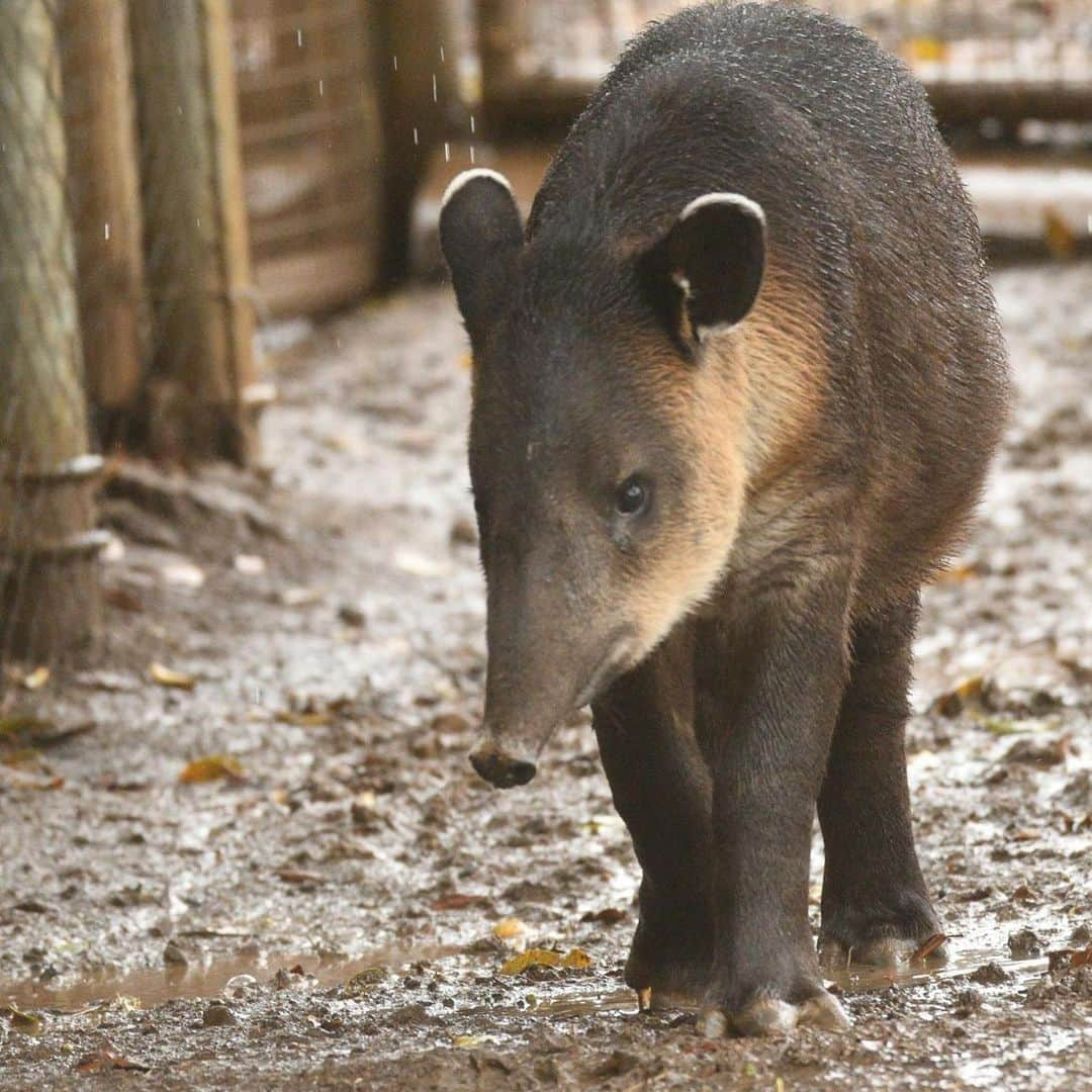 San Diego Zooさんのインスタグラム写真 - (San Diego ZooInstagram)「Don Tapir has officially completed one trip around the sun with his prehensile mini-trunk in tow. Help us wish him a very sweet birthday, and swipe ➡️ to see Don's tapir transformation from a seedless watermelon to a ripened juvenile. #birthdayboy #TapirNotDraper #TapirTot #ourloveforDonwillnevertapiroff #sandiegozoo #tapirteefiesinfluencer (📷 L-R: Mike Wilson, Mary-Ellen Jordan, Liz Sauer, Ken Bohn, Liz Sauer, Tammy Spratt, Liz Sauer, Alison Aber, Tammy Spratt)」6月14日 8時13分 - sandiegozoo