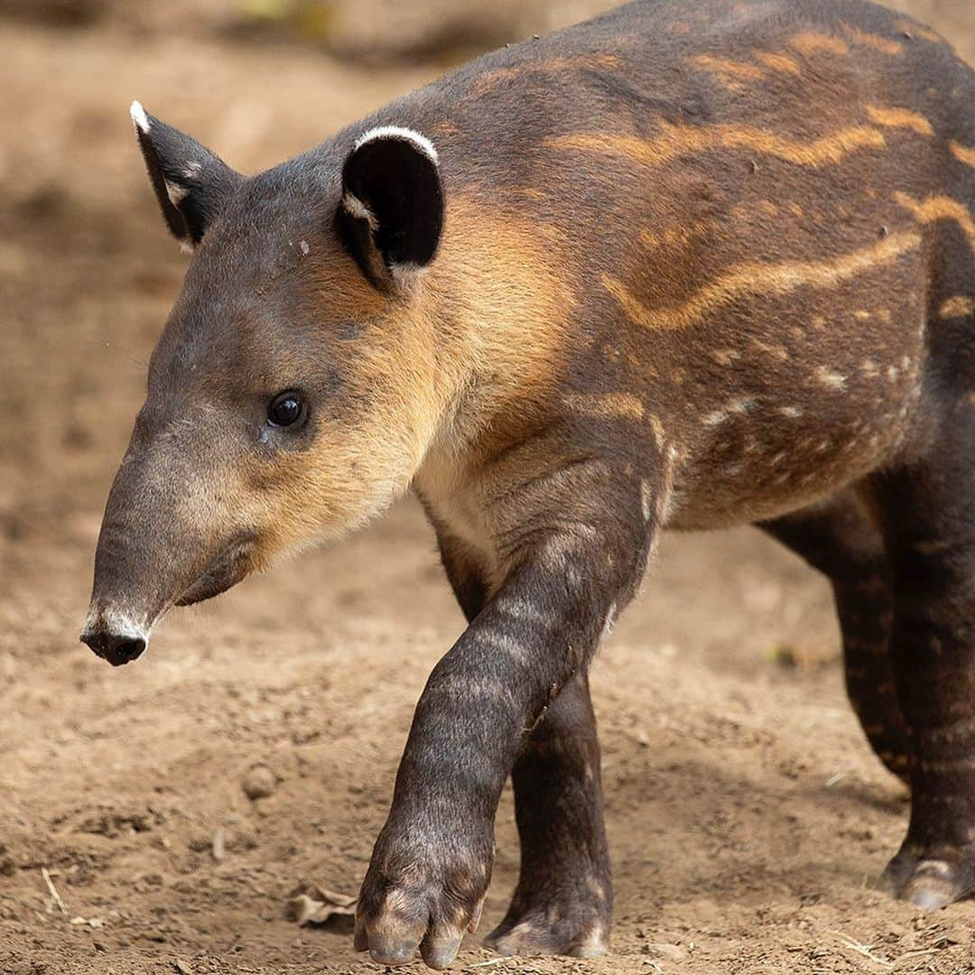 San Diego Zooさんのインスタグラム写真 - (San Diego ZooInstagram)「Don Tapir has officially completed one trip around the sun with his prehensile mini-trunk in tow. Help us wish him a very sweet birthday, and swipe ➡️ to see Don's tapir transformation from a seedless watermelon to a ripened juvenile. #birthdayboy #TapirNotDraper #TapirTot #ourloveforDonwillnevertapiroff #sandiegozoo #tapirteefiesinfluencer (📷 L-R: Mike Wilson, Mary-Ellen Jordan, Liz Sauer, Ken Bohn, Liz Sauer, Tammy Spratt, Liz Sauer, Alison Aber, Tammy Spratt)」6月14日 8時13分 - sandiegozoo