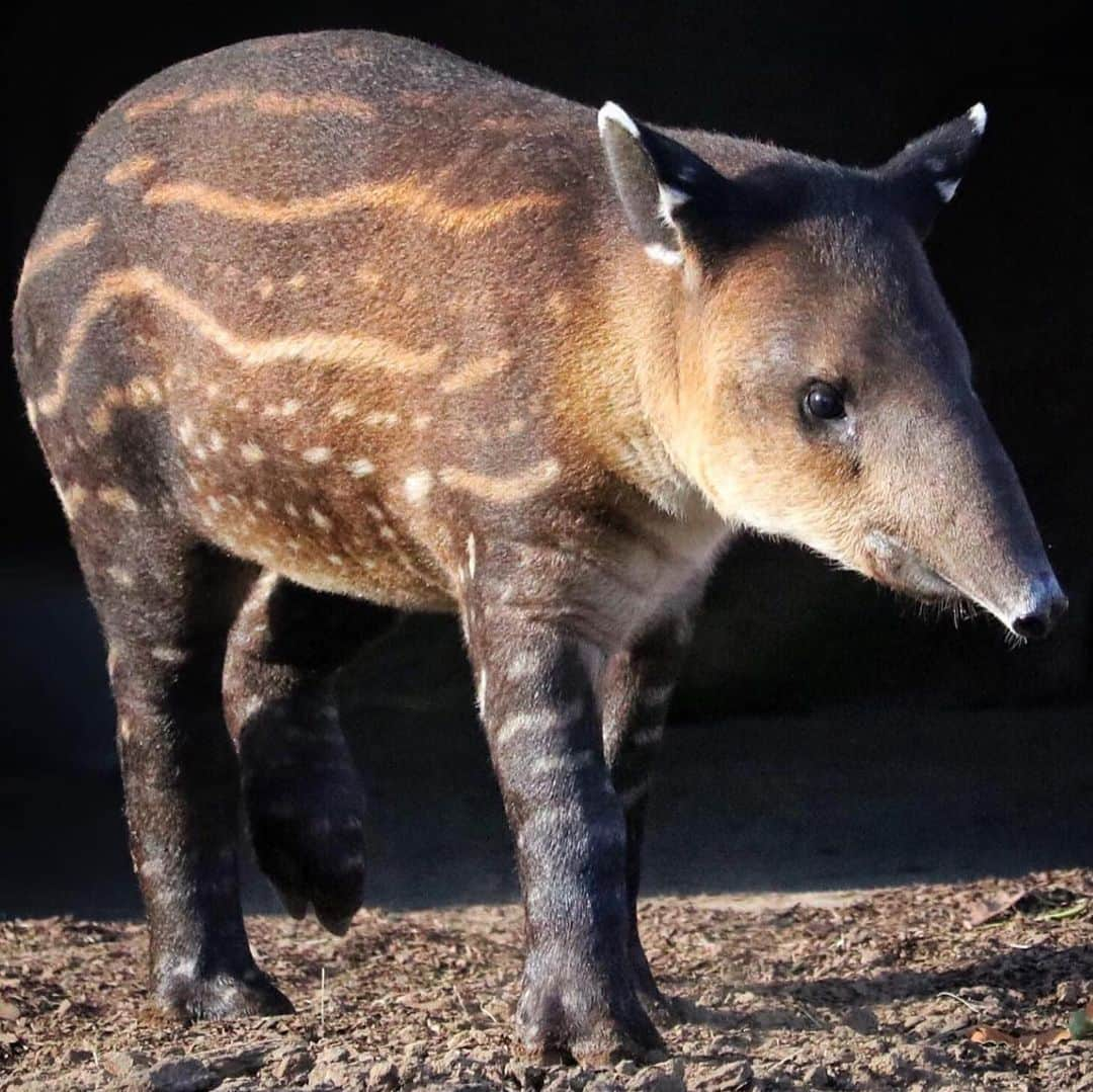 San Diego Zooさんのインスタグラム写真 - (San Diego ZooInstagram)「Don Tapir has officially completed one trip around the sun with his prehensile mini-trunk in tow. Help us wish him a very sweet birthday, and swipe ➡️ to see Don's tapir transformation from a seedless watermelon to a ripened juvenile. #birthdayboy #TapirNotDraper #TapirTot #ourloveforDonwillnevertapiroff #sandiegozoo #tapirteefiesinfluencer (📷 L-R: Mike Wilson, Mary-Ellen Jordan, Liz Sauer, Ken Bohn, Liz Sauer, Tammy Spratt, Liz Sauer, Alison Aber, Tammy Spratt)」6月14日 8時13分 - sandiegozoo