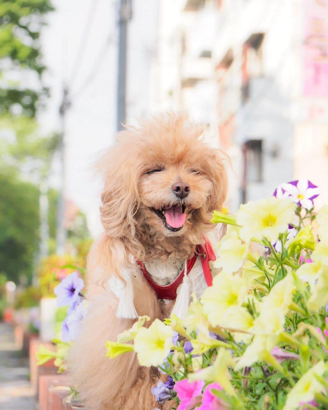 Toypoodle Mikuru?Asakusa Tokyoのインスタグラム：「20190614 Friday. Good morning! Friends ☀️ やっと金曜日だねー😆😆😆 . お散歩しやすいお天気💕 しかし土曜日は雨予報。 休日は雨降らないで欲しいなぁ... . #みゆきゆこれなんの花 ？ @laugh0903 #ボサモコスマイル #トリミングまでガマン」