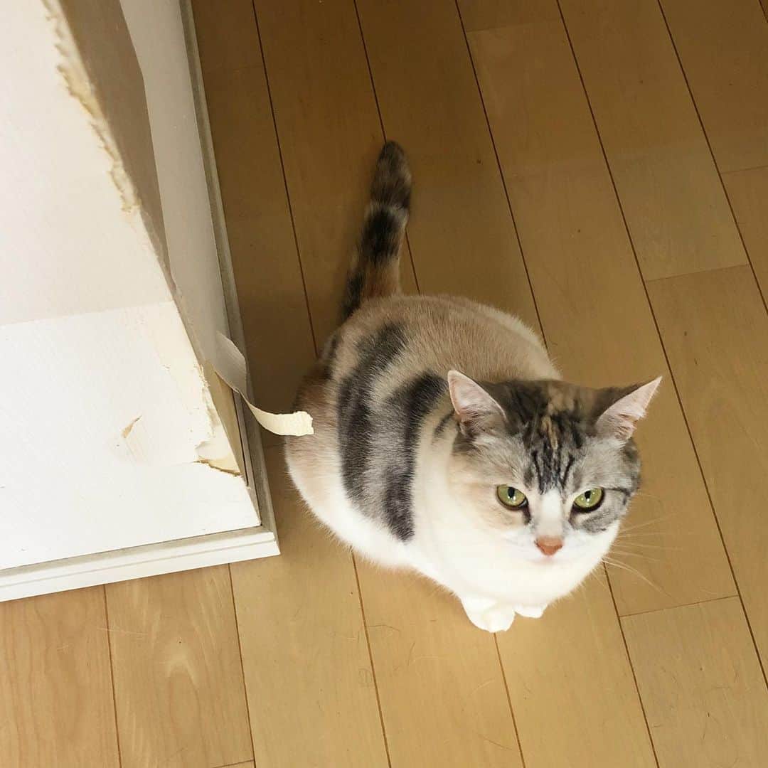 ホタテ＆クラム＆シラスのインスタグラム：「シラスのお仕事^ ^;; #cat #neko #ScottishFold #猫 #ねこ #スコティッシュフォールド #catstagram #instagram #instagramjapan #ig_japan #igersjp」