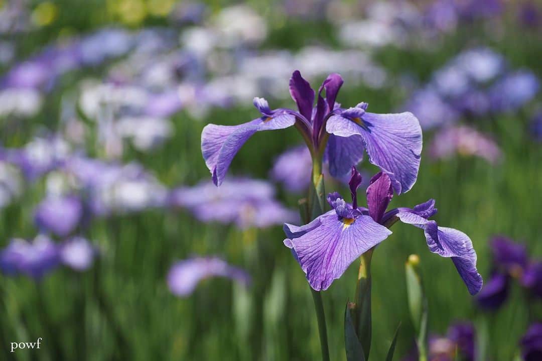 anemone_69のインスタグラム：「. #北山公園 #花しょうぶ #花菖蒲 #iris . . .」