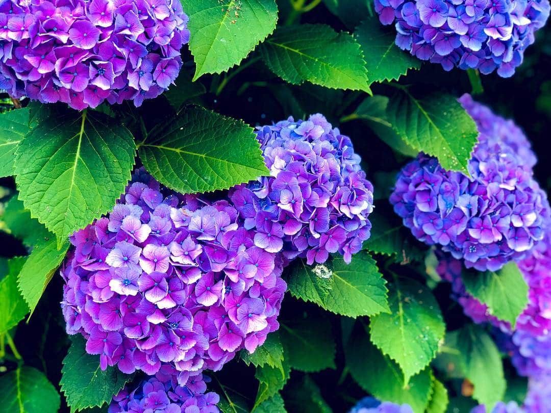 中嶋ユキノさんのインスタグラム写真 - (中嶋ユキノInstagram)「‪金曜日の朝。‬ ‪紫陽花の季節。‬ ・ ‪みなさま、おはようございます🌞✨‬ ・ #おはよう #紫陽花 #goodmorning」6月14日 8時33分 - nakajima_yukino