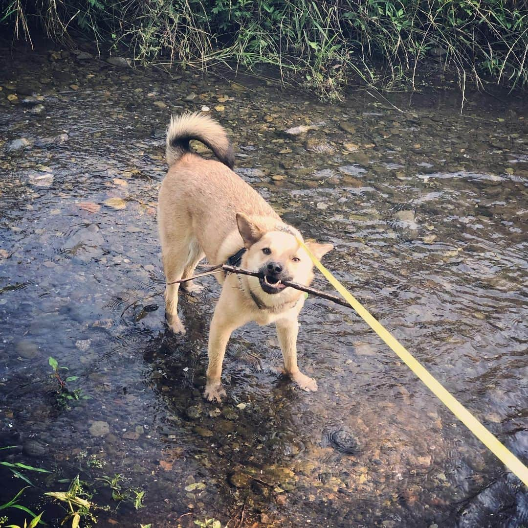 佐々木海さんのインスタグラム写真 - (佐々木海Instagram)「今日の枝はこれ。こーんな長いの見つけ…………失くしました。 #東京枝コレクション #枝コレ #犬 #イヌ #イヌスタグラム #いぬすたぐらむ #犬バカ部 #いぬばか部 #ふわもこ部 #いぬら部 #犬のいる暮らし #保護犬 #元野犬 #雑種 #雑種犬 #ビビり犬 #里親 #保護犬を家族に #保護犬を飼おう #殺処分ゼロ #dog #dogs #dogstagram #doglove #doglover #doglovers #doglife #dogslife #rescuedog #rescueddog」6月14日 8時40分 - umi_carnelian