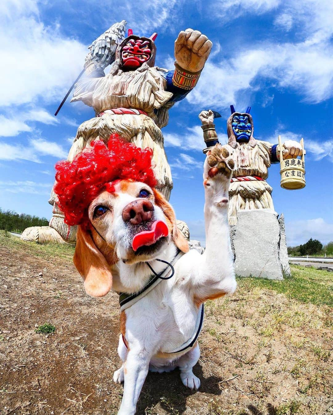 GoProさんのインスタグラム写真 - (GoProInstagram)「秋田県 #男鹿半島 で第三の #なまはげ が？？🐶👹 📷 @locomi653 ・ ・ ・ #GoPro #GoProJP #GoPro犬 #犬 #ビーグル犬 #ビーグル #Beagle #秋田 #秋田県」6月14日 18時16分 - goprojp