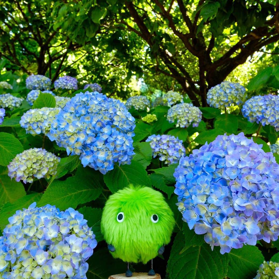 SUUMO公式アカウントさんのインスタグラム写真 - (SUUMO公式アカウントInstagram)「あじさいが見頃の時期になってきましたね✨ 雨降りの日でもステキな楽しみをみつけましょ☂️✨ #梅雨 #紫陽花 #あじさい #梅雨入り #6月 #flowers #スーモ #SUUMO」6月14日 18時24分 - suumo_official