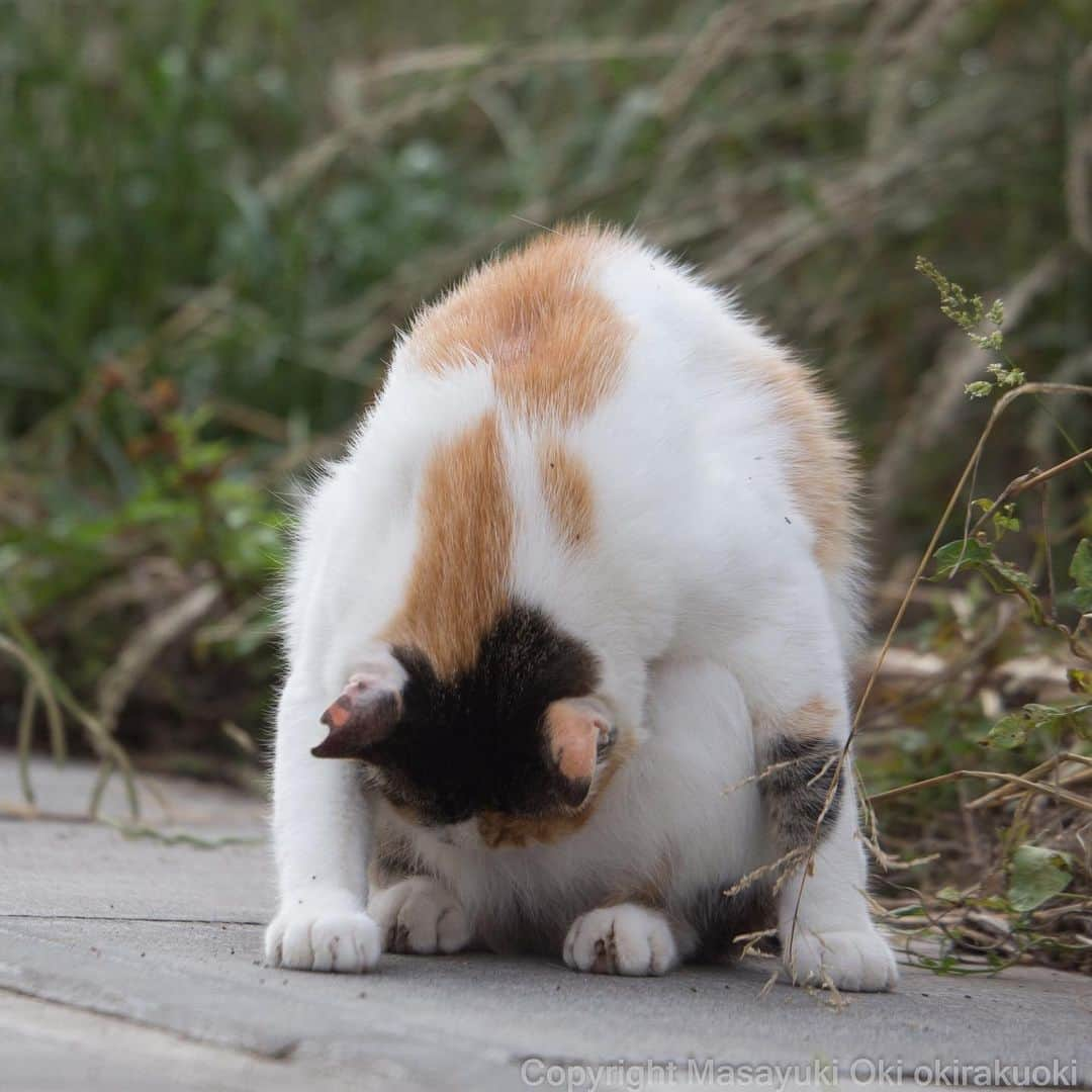 Masayukiさんのインスタグラム写真 - (MasayukiInstagram)「orz  #cat #ねこ」6月14日 18時22分 - okirakuoki