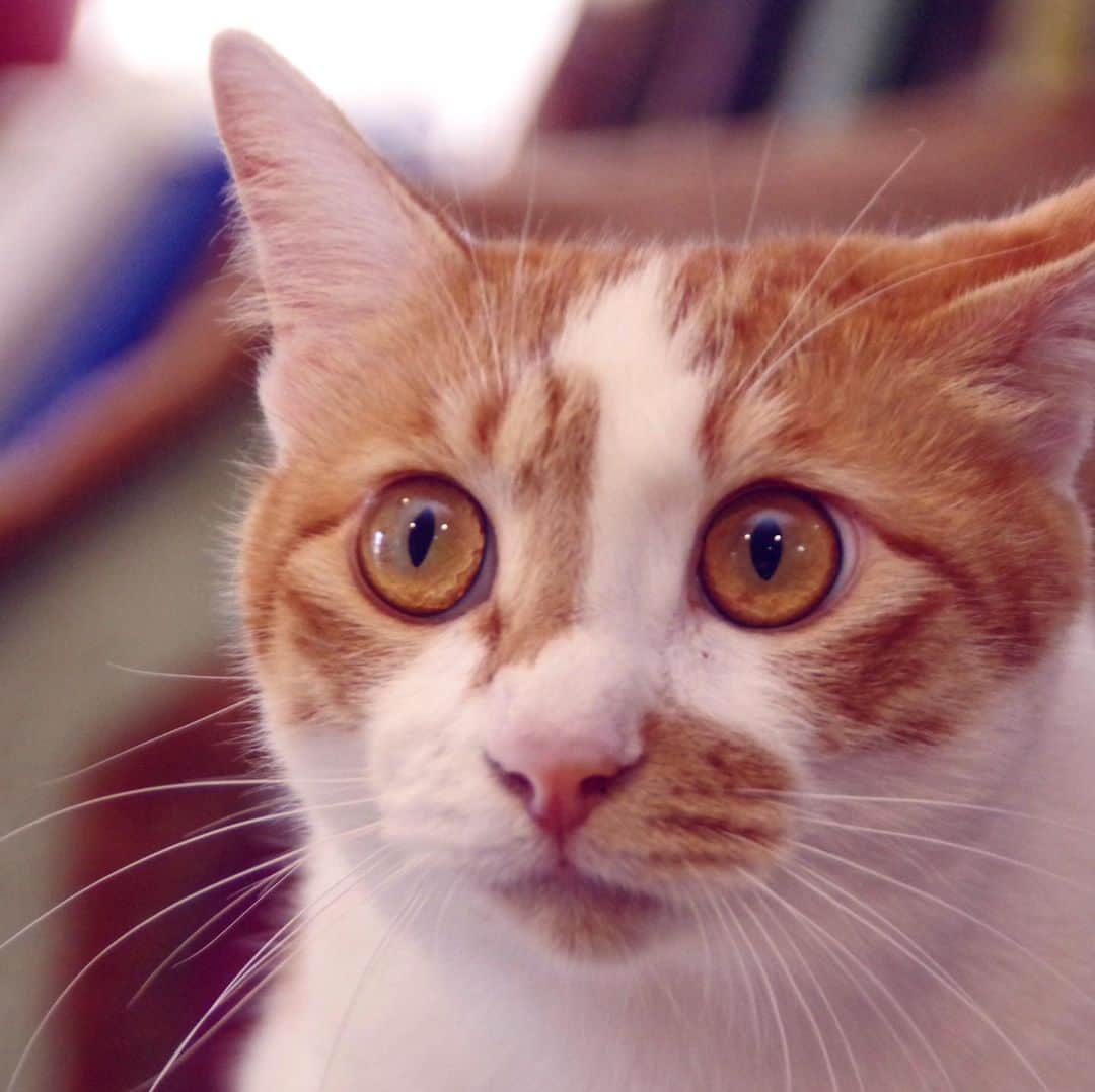 Kachimo Yoshimatsuさんのインスタグラム写真 - (Kachimo YoshimatsuInstagram)「なに見てるの？ What are you looking at? #uchinonekora #oinari #neko #cat #catstagram #kachimo #猫 #ねこ #うちの猫ら http://kachimo.exblog.jp」6月14日 18時33分 - kachimo