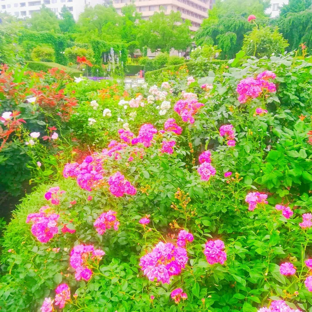 壽老麻衣さんのインスタグラム写真 - (壽老麻衣Instagram)「山下公園のバラ園へ🌹 綺麗に咲いていて、とても良い香り☺️💓 バラ園を歩いている人達、みんなにこにこしていて笑顔いっぱいの空間でした✨  それにしても、楽しい時間はあっという間って本当だなあ😂 もう6月の中旬だなんて早すぎる😂😂💦 🌹 🌹 🌹 #バラ #rose #山下公園 #yamashitapark #横浜 #yokohama #綺麗」6月14日 18時30分 - maijuro