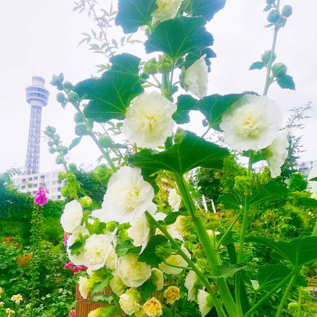 壽老麻衣さんのインスタグラム写真 - (壽老麻衣Instagram)「山下公園のバラ園へ🌹 綺麗に咲いていて、とても良い香り☺️💓 バラ園を歩いている人達、みんなにこにこしていて笑顔いっぱいの空間でした✨  それにしても、楽しい時間はあっという間って本当だなあ😂 もう6月の中旬だなんて早すぎる😂😂💦 🌹 🌹 🌹 #バラ #rose #山下公園 #yamashitapark #横浜 #yokohama #綺麗」6月14日 18時30分 - maijuro