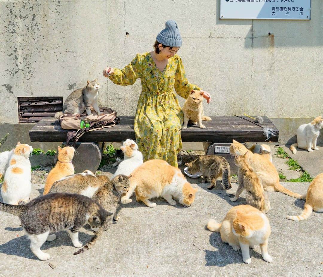 詩歩さんのインスタグラム写真 - (詩歩Instagram)「🐱﻿ ﻿ Cat’s heaven in Japan!﻿ ネコ天国の島についに上陸っ😍﻿ ﻿ Aoshima is known as “Cat’s island” because there are more cats than humans! The number of residences are just 6 but roughly there are 200 cats living here. 🐈﻿ ﻿ ﻿ 愛媛県の「青島」をご存知でしょうか。﻿ ﻿ なんと「島民６人」に対して「ネコが約２００匹」暮らしているネコの島！﻿ ネコ好きにはたまらない場所なんです。﻿ ﻿ も〜ね、天国ですよ。ここは😇﻿ ﻿ 船が島につくやいなや、わらわらと集まってくるネコ。﻿ 決められたエサやり場があるのでそこまで歩くと、もはやネコの行進のように行列が。笑﻿ ﻿ 🐈🐈🐈🐈🐈﻿ ﻿ 野生なのでアグレッシブな子もいるから要注意だけれど（怪我に注意！！！）﻿ 食べたいときは食べ、眠いときは眠り、本能のままに生きているネコたちを見ているだけで、幸せな時間でした🤤❤️﻿ ﻿ ﻿ ✈️﻿﻿ ﻿﻿ 今回の四国旅の後編記事が#tabinoco で公開しました✏️﻿﻿ ﻿https://tabinoco.flypeach.com/blog/18﻿ ﻿ 青島と一緒に巡った #下灘駅 や #父母ヶ浜 の紹介や、最寄りのグルメ情報など、旅の過ごし方も載せてます💡﻿﻿ ﻿ @tabinoco_official のプロフ欄にURLが書いてあるのでそこからみてね😘﻿﻿ ﻿ ﻿ ﻿ ⚠️エサやり場などのルールを守って遊びましょう﻿ 📍青島／愛媛県﻿ 📍Aoshima／Ehime Japan﻿﻿ ﻿ ©詩歩/Shiho」6月14日 19時12分 - shiho_zekkei