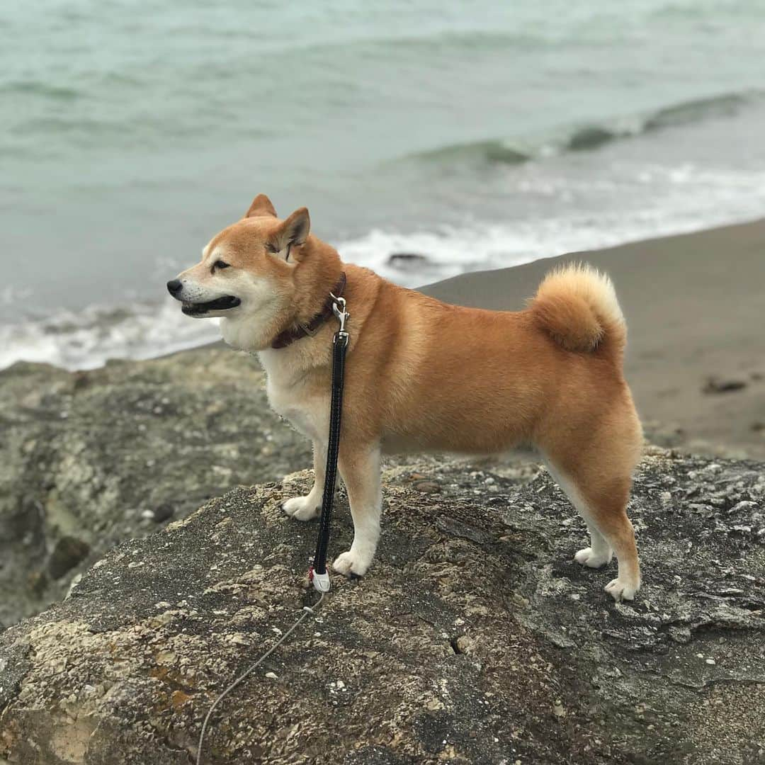 マル子さんのインスタグラム写真 - (マル子Instagram)「明日は荒天なのにお仕事（💩）しない方😭 #マル子  #柴犬  #shiba  #民がおらぬぞ」6月14日 19時12分 - tomikago