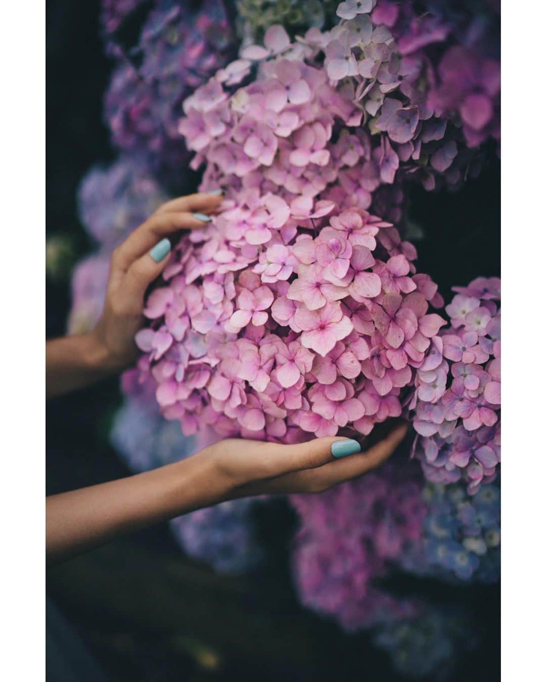 GENTAのインスタグラム：「Handfuls of hydrangea💠 #distagon」