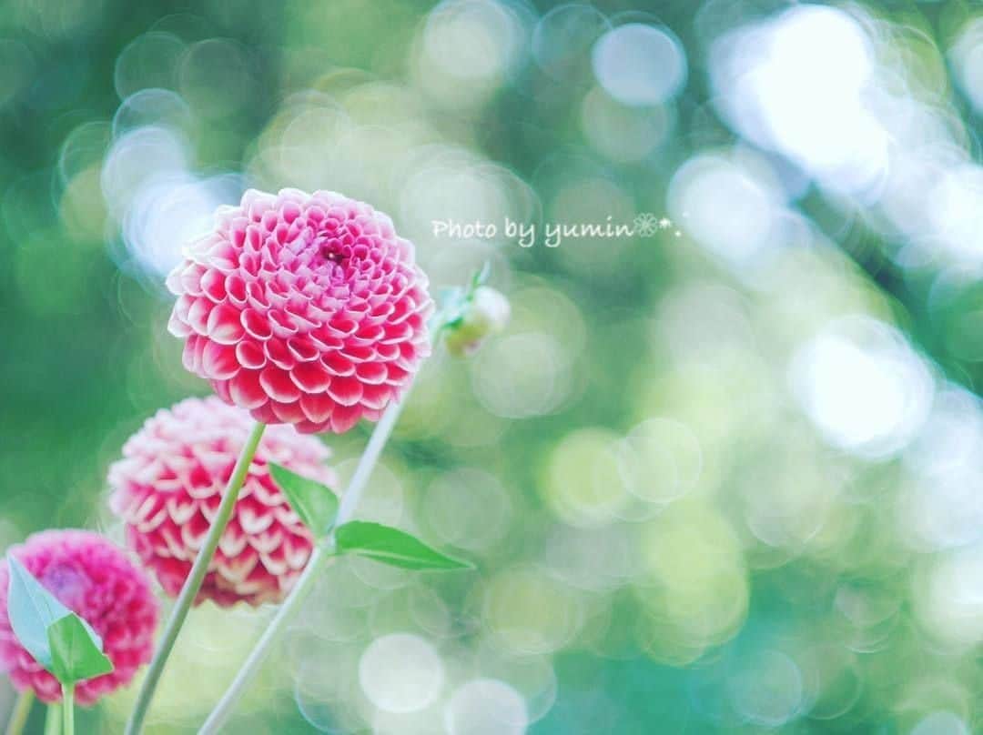 花の写真館さんのインスタグラム写真 - (花の写真館Instagram)「Photo by @yumin_365.⠀ https://instagram.com/yumin_365/⠀ .⠀ Original Post[投稿頂いたURL]⠀ https://www.instagram.com/p/Bkps4fugMnM/⠀ .⠀ 本アカウントは、 #私の花の写真 をつけてInstagramに投稿された皆さまの花の写真や、「花の写真館」Facebookページで投稿された花の写真を紹介します。⠀ 「花の写真館」Facebookページは、「 @floral.photograph 」のプロフィールにあるURLからご覧ください。⠀ .⠀ #花の写真館 #floralphotograph #floralphoto #flower #flowers #富士フイルム #FUJIFILM⠀ Follow: @floral.photograph」6月14日 19時30分 - floral.photograph