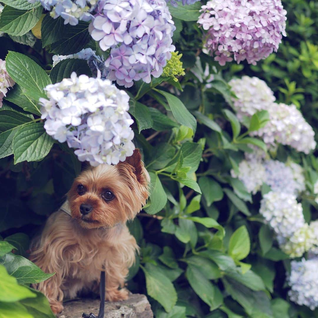 のインスタグラム：「ㅤㅤㅤㅤㅤㅤㅤㅤㅤㅤㅤㅤㅤㅤㅤ 🐶💬 hi ㅤㅤㅤㅤㅤㅤㅤㅤㅤㅤㅤㅤㅤㅤㅤ 昨日はお友達と紫陽花散歩に仲間入りさせてもらったよ。 まずは我が家のご近所の大好きな公園の紫陽花。 今のお家に引っ越しする前、いつもこの公園を通って徒歩通勤をしていたママのお気に入りの公園。今でもご近所だからルビーのお散歩はよく行くんだ。 桜と紫陽花が美しくて、小さな鳥居もあって、なぜかロシア語が飛び交う公園。インターナショナルな雰囲気がママには居心地が良いのです。 #yorkie #ヨーキー #yorkshireterrier #ヨークシャテリア #hydrangea #紫陽花 #麻布 #東麻布」