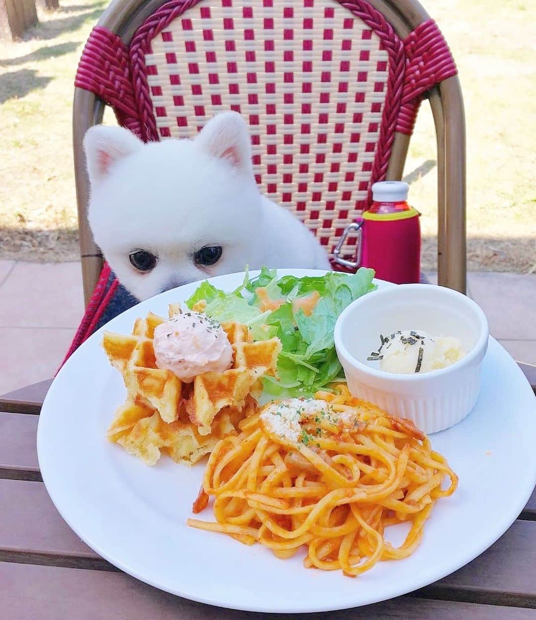 ニコちゃんさんのインスタグラム写真 - (ニコちゃんInstagram)「村一番のカフェテラスが似合う男やっほい☕️🐶✨ #カフェテラスが似合う男 #カフェテラス #ラテアート #カフェラテ #村一番 #村一番の男 #村のチャンピオン #本日のポ茶 #ポ茶 #ポcafe #ポメリズム #ポメラニアン #白ポメ #pomeranian」6月14日 10時45分 - nico_susukita