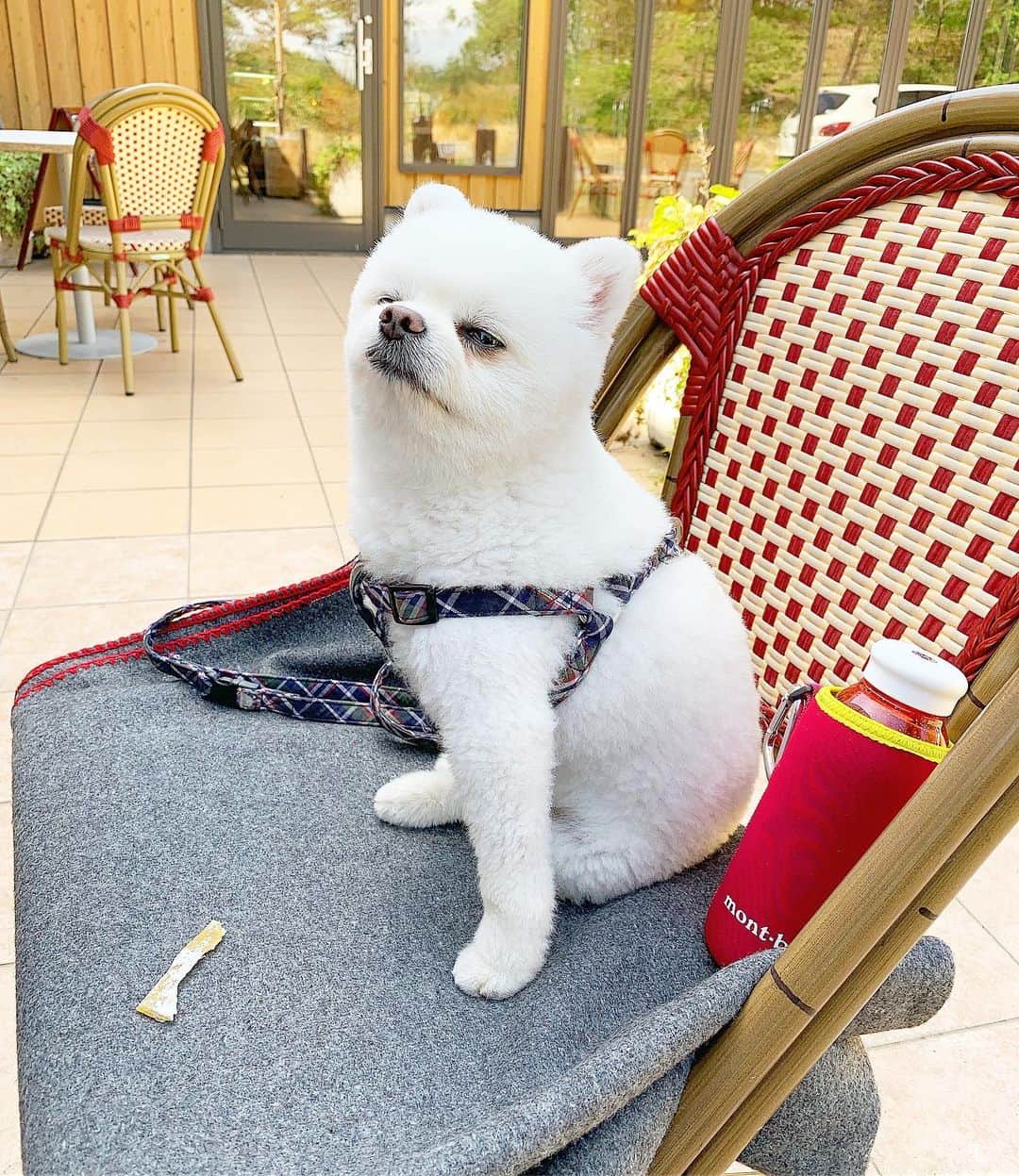 ニコちゃんさんのインスタグラム写真 - (ニコちゃんInstagram)「村一番のカフェテラスが似合う男やっほい☕️🐶✨ #カフェテラスが似合う男 #カフェテラス #ラテアート #カフェラテ #村一番 #村一番の男 #村のチャンピオン #本日のポ茶 #ポ茶 #ポcafe #ポメリズム #ポメラニアン #白ポメ #pomeranian」6月14日 10時45分 - nico_susukita