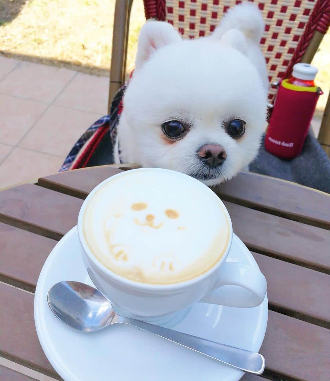 ニコちゃんさんのインスタグラム写真 - (ニコちゃんInstagram)「村一番のカフェテラスが似合う男やっほい☕️🐶✨ #カフェテラスが似合う男 #カフェテラス #ラテアート #カフェラテ #村一番 #村一番の男 #村のチャンピオン #本日のポ茶 #ポ茶 #ポcafe #ポメリズム #ポメラニアン #白ポメ #pomeranian」6月14日 10時45分 - nico_susukita