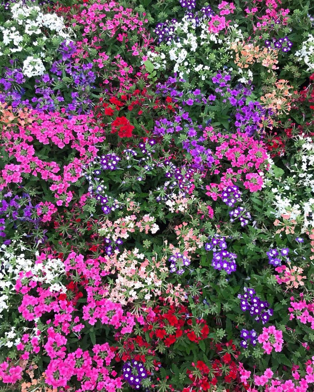 上原歩さんのインスタグラム写真 - (上原歩Instagram)「太陽みえてる🌞気持ち良い金曜の朝 ・ #love #gm #happy #life #instagood #flower」6月14日 10時47分 - ayumiuehara