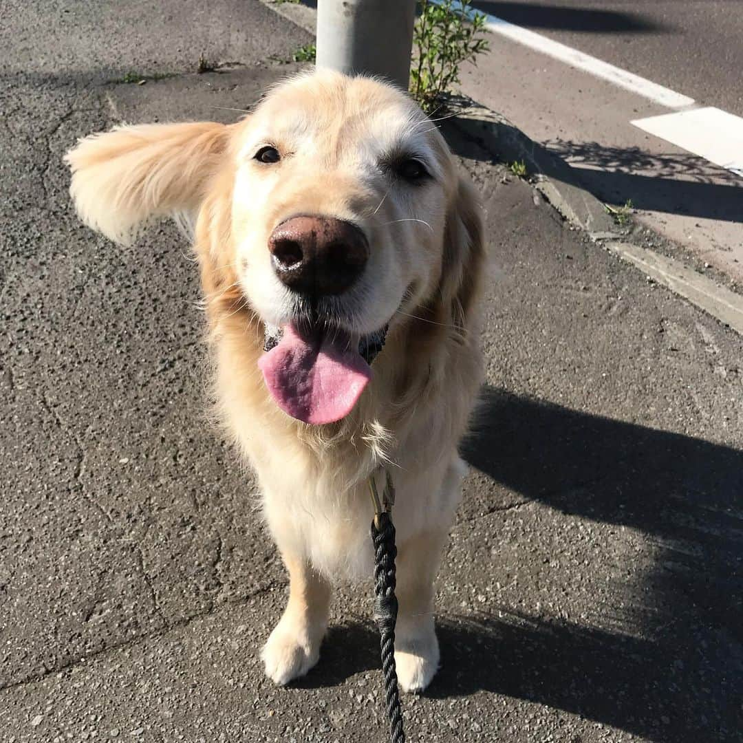 ともさんのインスタグラム写真 - (ともInstagram)「朝ん歩♪朝ん歩♪こーる君と朝ん歩♪ * ここの信号長いから、いつもここで写真撮っちゃう😆7時までは押しボタン押さないと変わらないのよ〜🚥 あ…押すの忘れてた💦長いわ〜😂 * #ゴールデンレトリバー #こーる君11歳 #goldenretriever #にこにここーる君 #尻尾ふりふりこーる君」6月14日 10時59分 - tomowithdog