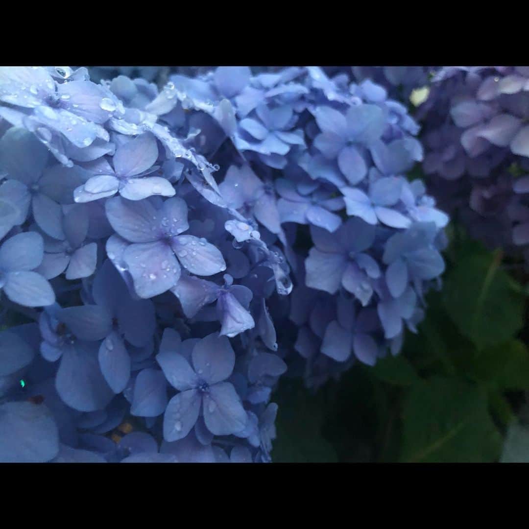 山木コハルさんのインスタグラム写真 - (山木コハルInstagram)「梅雨ですね〜 ふんわりした季節 雨はちょっと大変だけど、特別嫌いなわけではない  雲と香りが夏に近づいてきてテンションが上がってます  そしてiPhoneのカメラ流石です笑  #梅雨 #紫陽花 #アジサイ #あじさい #梅雨の花 #花 #hydrangea #flower」6月14日 11時08分 - yayamakoharyu