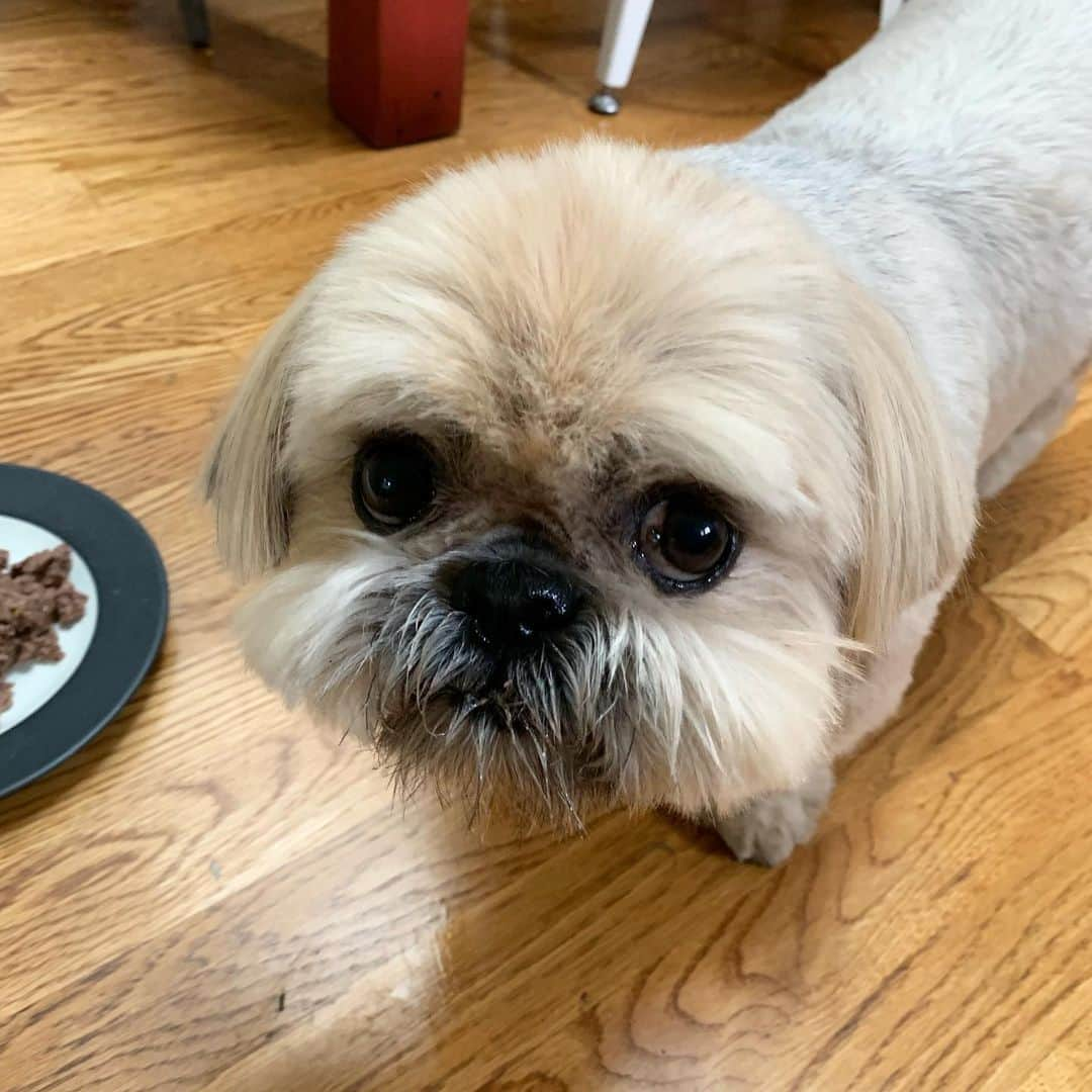 Dougie the Shih Tzuさんのインスタグラム写真 - (Dougie the Shih TzuInstagram)「9 days until PetCon! Did you get your tickets yet? You will find Dougie in Booth 2 from 1:00 - 2:00. Hope to see you there! (Link for tickets in bio)」6月14日 11時10分 - dailydougie