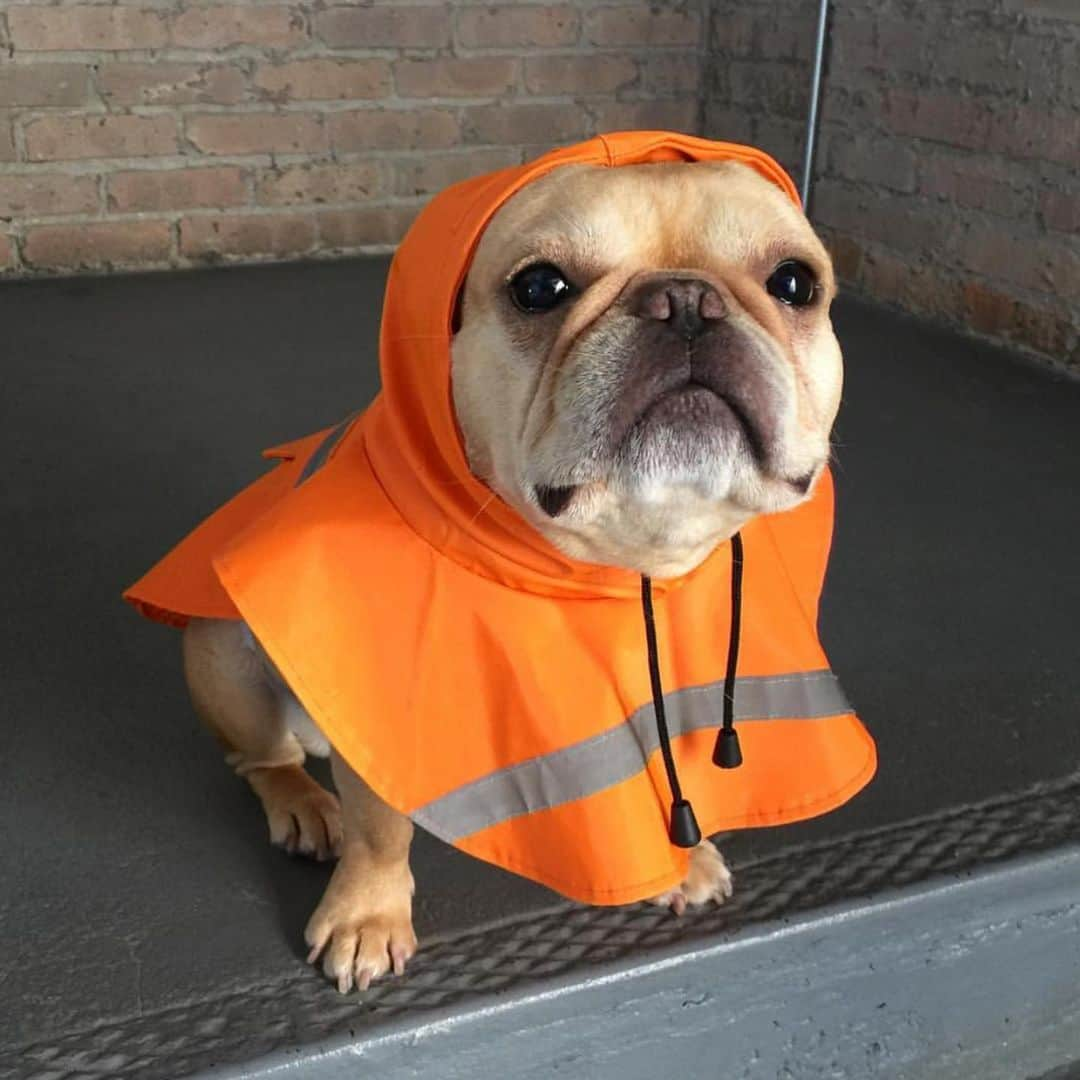 Hamlinさんのインスタグラム写真 - (HamlinInstagram)「It’s been too long since I’ve had to answer the call of the cone. Here’s a collection of photogs from ye old orange thermoplastic scrapbook. Road cones unite! 🚧 #tbt .......... #roadcone #spiffy」6月14日 11時17分 - hamlin_the_frenchie