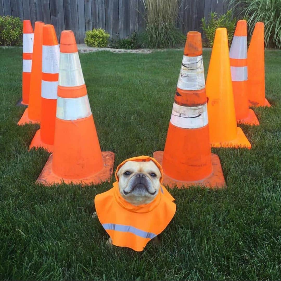 Hamlinさんのインスタグラム写真 - (HamlinInstagram)「It’s been too long since I’ve had to answer the call of the cone. Here’s a collection of photogs from ye old orange thermoplastic scrapbook. Road cones unite! 🚧 #tbt .......... #roadcone #spiffy」6月14日 11時17分 - hamlin_the_frenchie