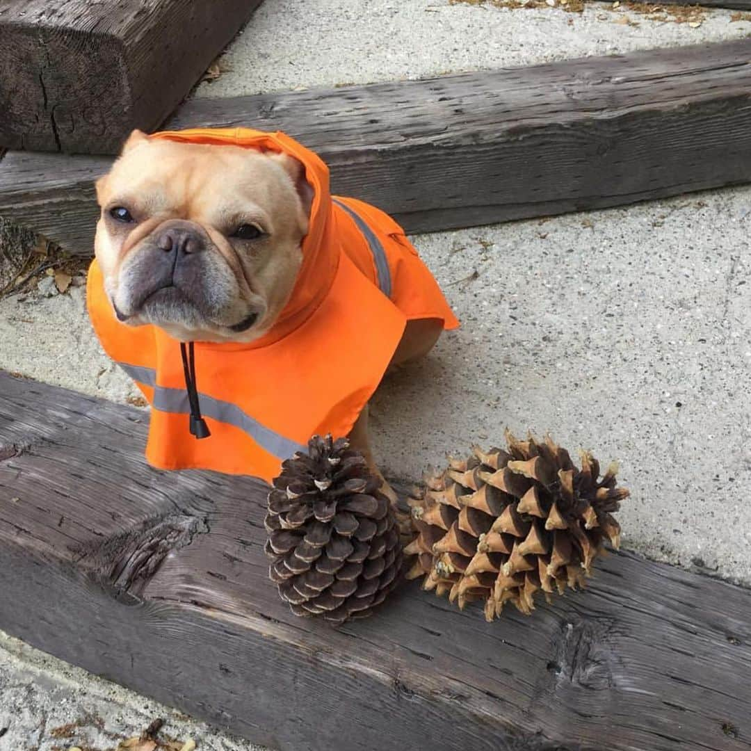 Hamlinさんのインスタグラム写真 - (HamlinInstagram)「It’s been too long since I’ve had to answer the call of the cone. Here’s a collection of photogs from ye old orange thermoplastic scrapbook. Road cones unite! 🚧 #tbt .......... #roadcone #spiffy」6月14日 11時17分 - hamlin_the_frenchie