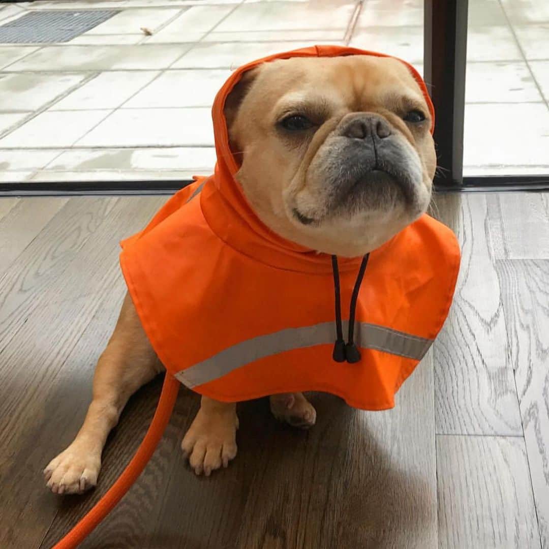 Hamlinのインスタグラム：「It’s been too long since I’ve had to answer the call of the cone. Here’s a collection of photogs from ye old orange thermoplastic scrapbook. Road cones unite! 🚧 #tbt .......... #roadcone #spiffy」