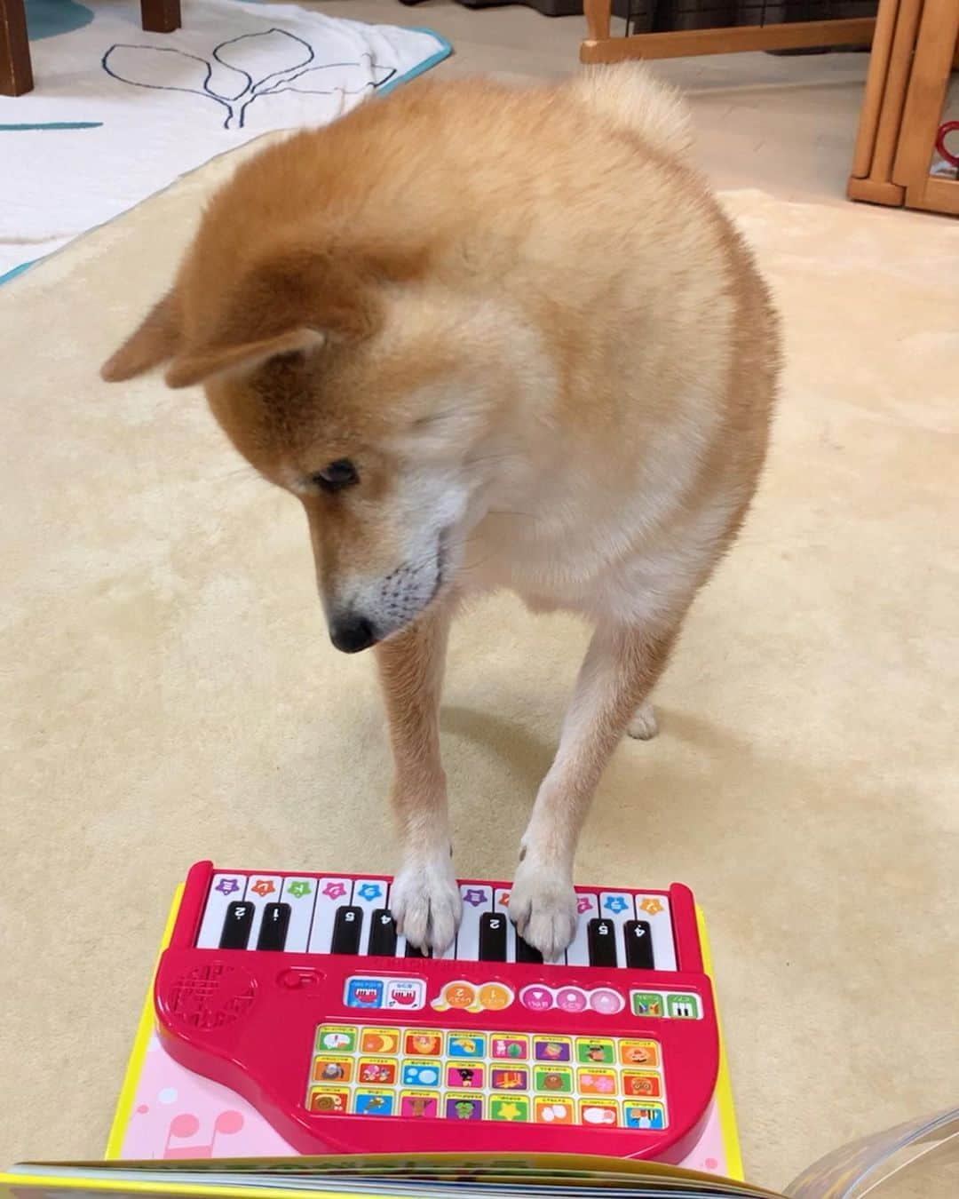 豆柴 サニーちゃんさんのインスタグラム写真 - (豆柴 サニーちゃんInstagram)「. . HELLO〜こんにちわん🐻♬🌷 . さにちゃん ピアノ習い始めました🎹 . 両手で、ジャーン♬ 最後の和音は まるでさにちゃんの気持ちみたい😆 タラー♬ 🐻『夜な夜なピアノの練習なんて ママ、アウトー🐾』みたいなww . . さてさて 肉球で上手に弾けるかな〜💓 . . #サニーはミュージシャン #ピアノ教室 #ピアノレッスン🎹 #piano🎹 #harmony #初心者🔰 #ピアノを弾く犬 #やらされる犬 #うんざりですよ #ママーアウトー . #柴犬#豆柴 #赤柴 #まめしばいぬ#まめしば#いぬのきもち#ふわもこ部 #サンデイ#サンデイいぬ#anicas#shiba_snap #shibainu #shiba#mameshiba#shibastagram #豆柴サニーちゃん」6月14日 12時16分 - sunny_rei_32