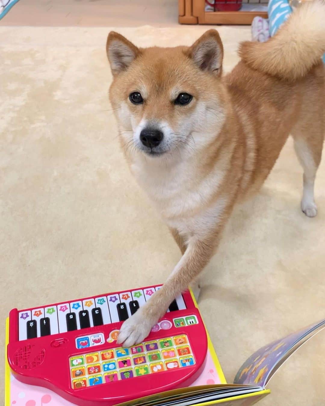 豆柴 サニーちゃんさんのインスタグラム写真 - (豆柴 サニーちゃんInstagram)「. . HELLO〜こんにちわん🐻♬🌷 . さにちゃん ピアノ習い始めました🎹 . 両手で、ジャーン♬ 最後の和音は まるでさにちゃんの気持ちみたい😆 タラー♬ 🐻『夜な夜なピアノの練習なんて ママ、アウトー🐾』みたいなww . . さてさて 肉球で上手に弾けるかな〜💓 . . #サニーはミュージシャン #ピアノ教室 #ピアノレッスン🎹 #piano🎹 #harmony #初心者🔰 #ピアノを弾く犬 #やらされる犬 #うんざりですよ #ママーアウトー . #柴犬#豆柴 #赤柴 #まめしばいぬ#まめしば#いぬのきもち#ふわもこ部 #サンデイ#サンデイいぬ#anicas#shiba_snap #shibainu #shiba#mameshiba#shibastagram #豆柴サニーちゃん」6月14日 12時16分 - sunny_rei_32