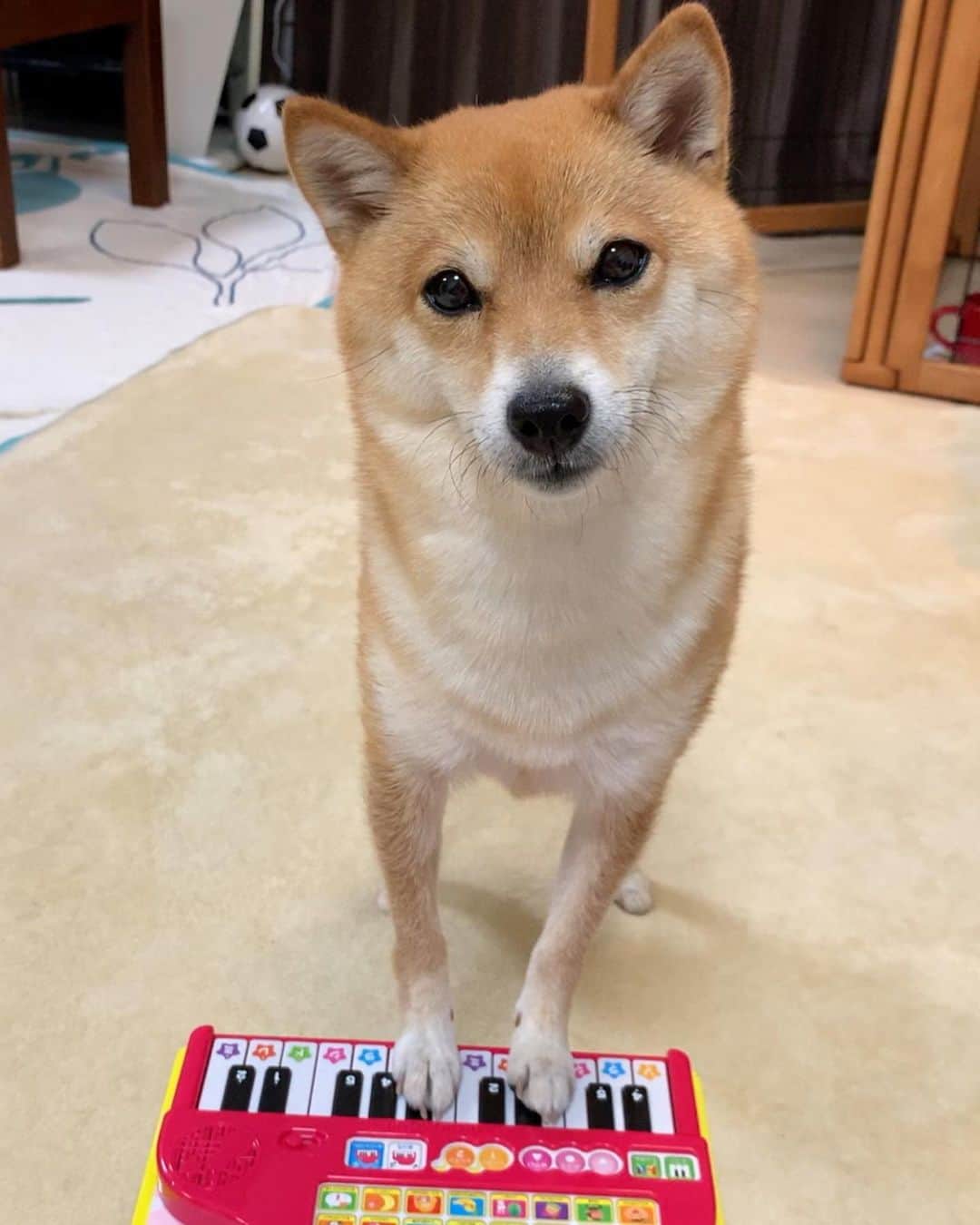 豆柴 サニーちゃんさんのインスタグラム写真 - (豆柴 サニーちゃんInstagram)「. . HELLO〜こんにちわん🐻♬🌷 . さにちゃん ピアノ習い始めました🎹 . 両手で、ジャーン♬ 最後の和音は まるでさにちゃんの気持ちみたい😆 タラー♬ 🐻『夜な夜なピアノの練習なんて ママ、アウトー🐾』みたいなww . . さてさて 肉球で上手に弾けるかな〜💓 . . #サニーはミュージシャン #ピアノ教室 #ピアノレッスン🎹 #piano🎹 #harmony #初心者🔰 #ピアノを弾く犬 #やらされる犬 #うんざりですよ #ママーアウトー . #柴犬#豆柴 #赤柴 #まめしばいぬ#まめしば#いぬのきもち#ふわもこ部 #サンデイ#サンデイいぬ#anicas#shiba_snap #shibainu #shiba#mameshiba#shibastagram #豆柴サニーちゃん」6月14日 12時16分 - sunny_rei_32