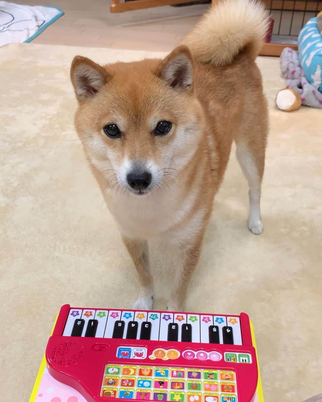 豆柴 サニーちゃんさんのインスタグラム写真 - (豆柴 サニーちゃんInstagram)「. . HELLO〜こんにちわん🐻♬🌷 . さにちゃん ピアノ習い始めました🎹 . 両手で、ジャーン♬ 最後の和音は まるでさにちゃんの気持ちみたい😆 タラー♬ 🐻『夜な夜なピアノの練習なんて ママ、アウトー🐾』みたいなww . . さてさて 肉球で上手に弾けるかな〜💓 . . #サニーはミュージシャン #ピアノ教室 #ピアノレッスン🎹 #piano🎹 #harmony #初心者🔰 #ピアノを弾く犬 #やらされる犬 #うんざりですよ #ママーアウトー . #柴犬#豆柴 #赤柴 #まめしばいぬ#まめしば#いぬのきもち#ふわもこ部 #サンデイ#サンデイいぬ#anicas#shiba_snap #shibainu #shiba#mameshiba#shibastagram #豆柴サニーちゃん」6月14日 12時16分 - sunny_rei_32