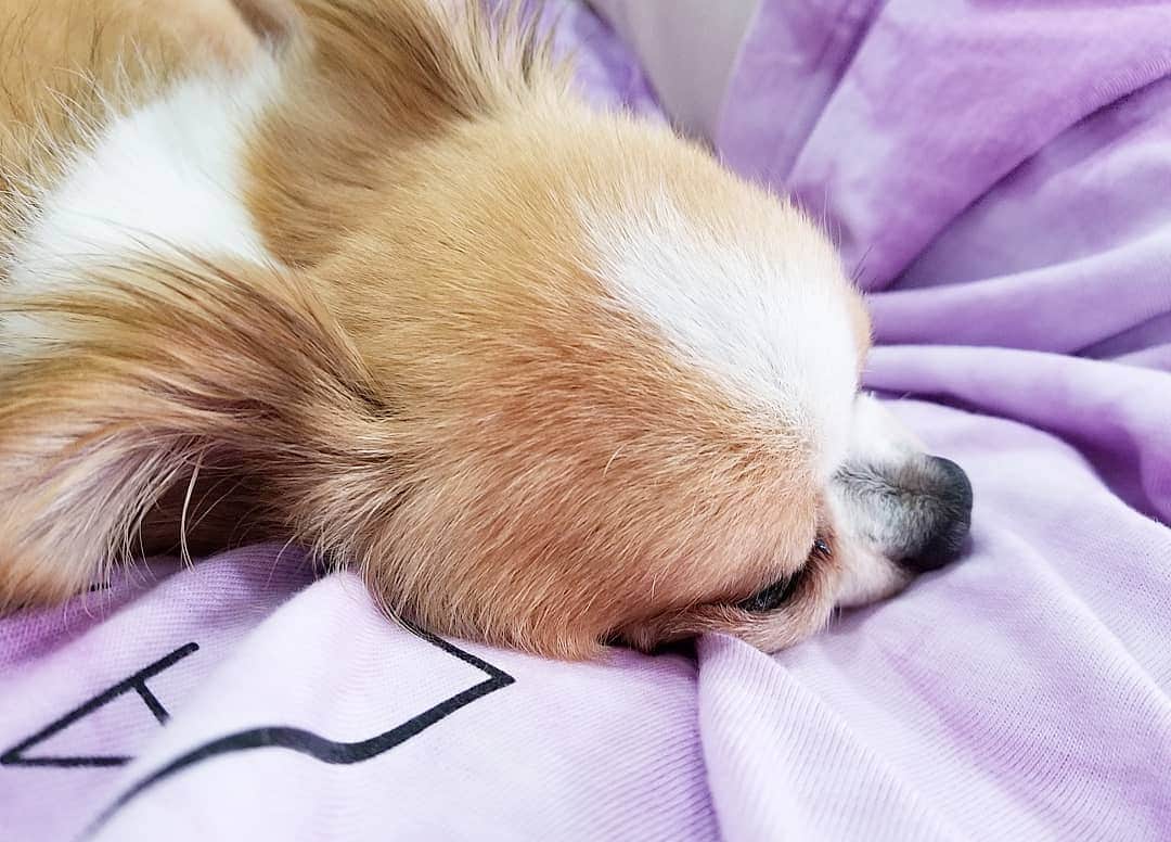 石関友梨さんのインスタグラム写真 - (石関友梨Instagram)「ソファーに乗りたいとやって来て、私のお腹の上が大好きみたい(˶‾᷄ ⁻̫ ‾᷅˵)惚れてまうやろ #チワワ #ユニくん #ルームウェア #ゴロゴロ #ソファー #甘ったれ犬 #寝てばっかり」6月14日 12時34分 - yurimorico