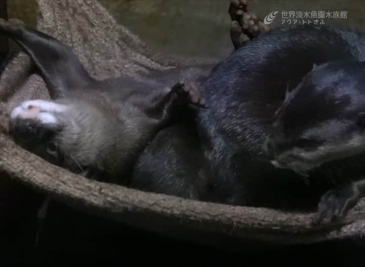 世界淡水魚園水族館 アクア・トト ぎふのインスタグラム：「仲睦まじいコツメカワウソの動画をもう一つ。見ているだけでも癒されますね。 #アクアトト #アクアトトぎふ #アクアトト岐阜 #コツメカワウソ」