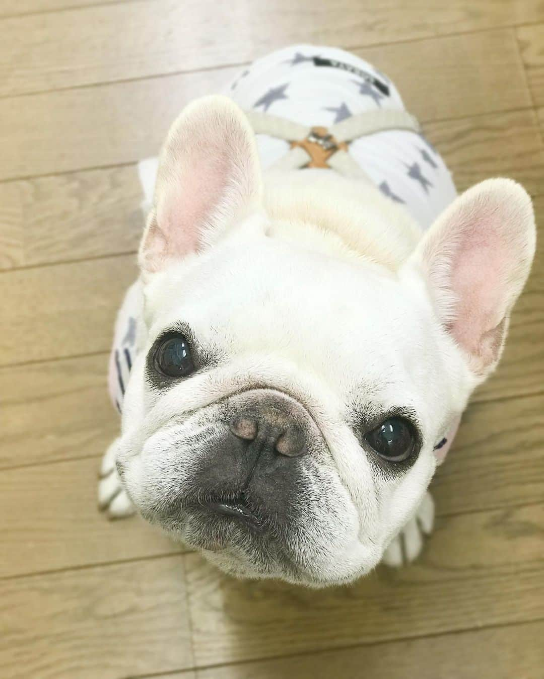 Ham-chanさんのインスタグラム写真 - (Ham-chanInstagram)「#frenchie #frenchbulldog #hamchan #hamham #フレンチブルドッグ #フレブル #はむはむ #はむちゃん #おむはむ  ホントに7歳なのかな？😊」6月14日 12時37分 - hide_ham_tank