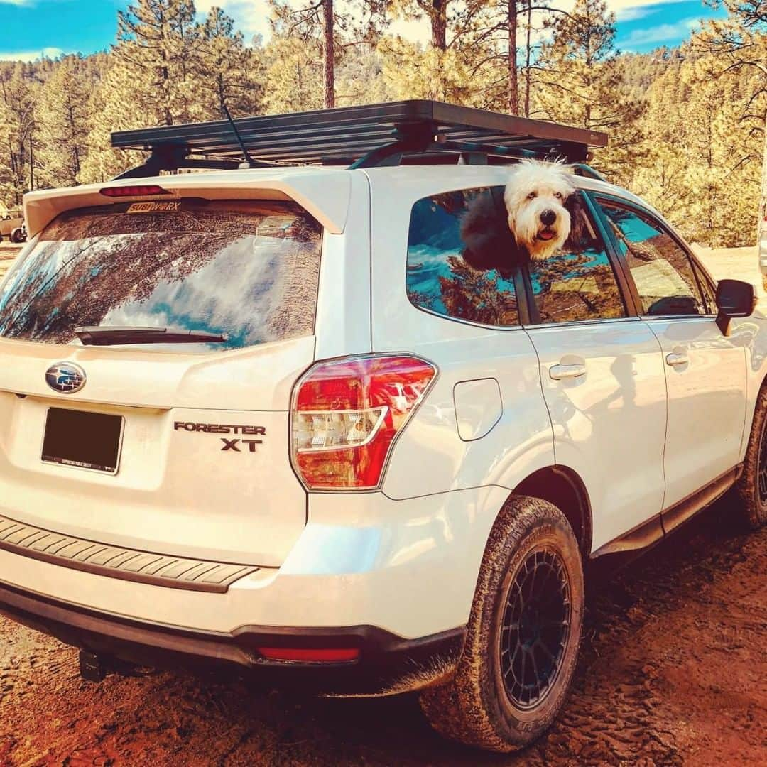 Subaru of Americaさんのインスタグラム写真 - (Subaru of AmericaInstagram)「Happy #FurryFanPhotoFriday from Louie! 🐶 (📸: @dzt_foz)」6月14日 13時00分 - subaru_usa