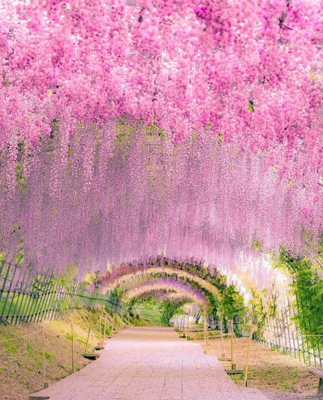 Wonderful Placesさんのインスタグラム写真 - (Wonderful PlacesInstagram)「Wisteria tunnel in Japan ✨💖💖💖✨ . Pictures by ✨✨@ramumi8✨✨ #wonderful_places for a feature 💜」6月14日 13時22分 - wonderful_places