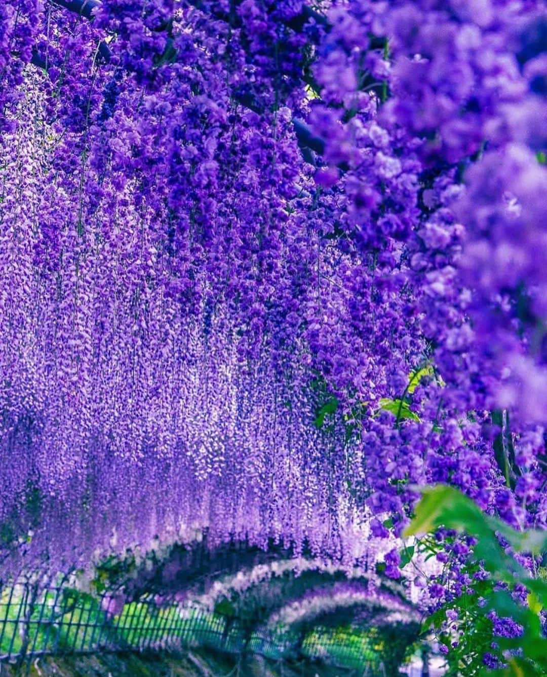 Wonderful Placesさんのインスタグラム写真 - (Wonderful PlacesInstagram)「Wisteria tunnel in Japan ✨💖💖💖✨ . Pictures by ✨✨@ramumi8✨✨ #wonderful_places for a feature 💜」6月14日 13時22分 - wonderful_places