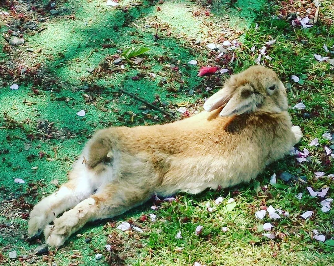 伊勢みずほさんのインスタグラム写真 - (伊勢みずほInstagram)「佐渡の長谷寺✨(ちょうこくじ) うさぎちゃんが😍😍😍 兎の仏像はなかなか斬新なデザイン😒 夜は目が光るとか😱✨✨✨ 観光客を増やしてくれたうさぎたちへ感謝の気持ちを込めて建立されたそうです✨  境内の草をハムハムしてくれる大切なうさぎちゃんたち🐰 大切にされ、のびのびしてました☺️ #佐渡 #長谷寺 #うさぎ #放し飼い  #ハムハム #仏像 #斬新 #のびのび  #ぴょんぴょん #観光 #佐渡観光 #sado #niigata #temple #japanculture #rabbit #伊勢みずほ #スローライフ #のんびり」6月14日 13時40分 - isemizuhoo