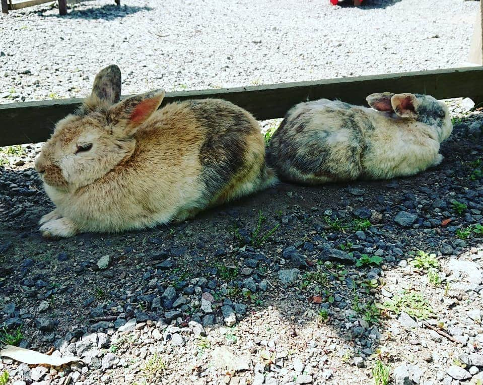 伊勢みずほさんのインスタグラム写真 - (伊勢みずほInstagram)「佐渡の長谷寺✨(ちょうこくじ) うさぎちゃんが😍😍😍 兎の仏像はなかなか斬新なデザイン😒 夜は目が光るとか😱✨✨✨ 観光客を増やしてくれたうさぎたちへ感謝の気持ちを込めて建立されたそうです✨  境内の草をハムハムしてくれる大切なうさぎちゃんたち🐰 大切にされ、のびのびしてました☺️ #佐渡 #長谷寺 #うさぎ #放し飼い  #ハムハム #仏像 #斬新 #のびのび  #ぴょんぴょん #観光 #佐渡観光 #sado #niigata #temple #japanculture #rabbit #伊勢みずほ #スローライフ #のんびり」6月14日 13時40分 - isemizuhoo