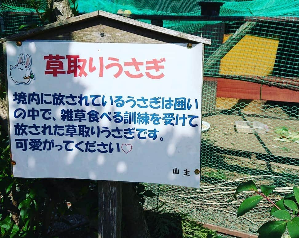 伊勢みずほさんのインスタグラム写真 - (伊勢みずほInstagram)「佐渡の長谷寺✨(ちょうこくじ) うさぎちゃんが😍😍😍 兎の仏像はなかなか斬新なデザイン😒 夜は目が光るとか😱✨✨✨ 観光客を増やしてくれたうさぎたちへ感謝の気持ちを込めて建立されたそうです✨  境内の草をハムハムしてくれる大切なうさぎちゃんたち🐰 大切にされ、のびのびしてました☺️ #佐渡 #長谷寺 #うさぎ #放し飼い  #ハムハム #仏像 #斬新 #のびのび  #ぴょんぴょん #観光 #佐渡観光 #sado #niigata #temple #japanculture #rabbit #伊勢みずほ #スローライフ #のんびり」6月14日 13時40分 - isemizuhoo