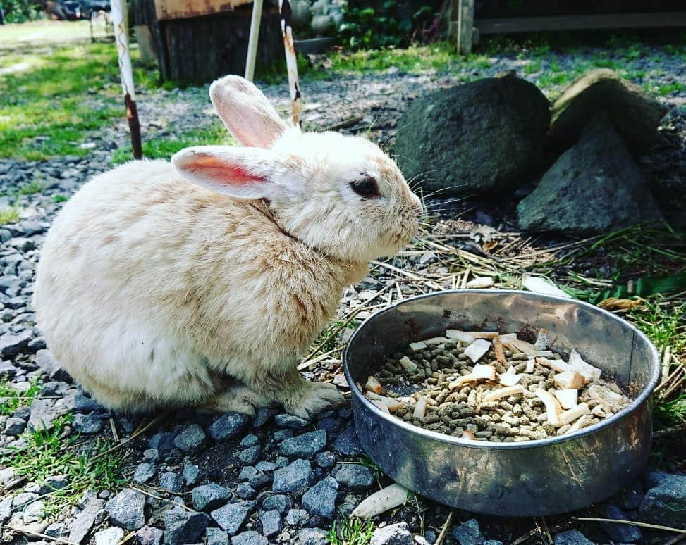 伊勢みずほさんのインスタグラム写真 - (伊勢みずほInstagram)「佐渡の長谷寺✨(ちょうこくじ) うさぎちゃんが😍😍😍 兎の仏像はなかなか斬新なデザイン😒 夜は目が光るとか😱✨✨✨ 観光客を増やしてくれたうさぎたちへ感謝の気持ちを込めて建立されたそうです✨  境内の草をハムハムしてくれる大切なうさぎちゃんたち🐰 大切にされ、のびのびしてました☺️ #佐渡 #長谷寺 #うさぎ #放し飼い  #ハムハム #仏像 #斬新 #のびのび  #ぴょんぴょん #観光 #佐渡観光 #sado #niigata #temple #japanculture #rabbit #伊勢みずほ #スローライフ #のんびり」6月14日 13時40分 - isemizuhoo