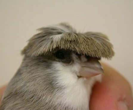 9GAGさんのインスタグラム写真 - (9GAGInstagram)「Me letting my mum cut my hair at 6 years old.  #crestedcanary #bird #9gag」6月14日 13時40分 - 9gag